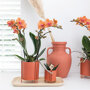 Bolzano orchidee oranje